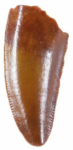 Serrated, Raptor Tooth - Morocco #47015